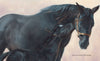 Image of Black Beauty's Early Days in the Meadow Picture Book