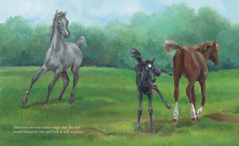 Black Beauty's Early Days in the Meadow Picture Book